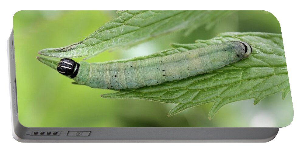 Caterpillar Portable Battery Charger featuring the photograph Caterpillar at rest by Doris Potter