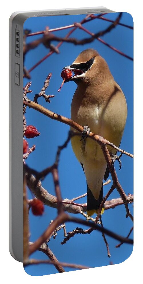 Birds Portable Battery Charger featuring the photograph Cedar Waxwing by Tranquil Light Photography