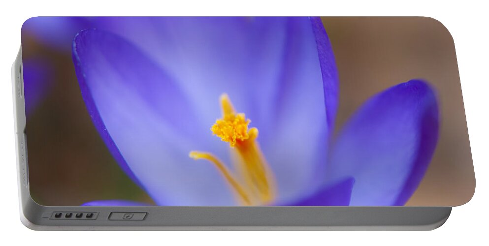 Crocus Portable Battery Charger featuring the photograph Center Of Attention by Jean-Pierre Ducondi