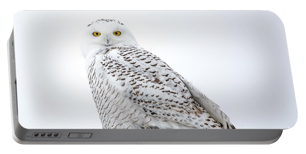 Field Portable Battery Charger featuring the photograph Centered Snowy Owl by Cheryl Baxter