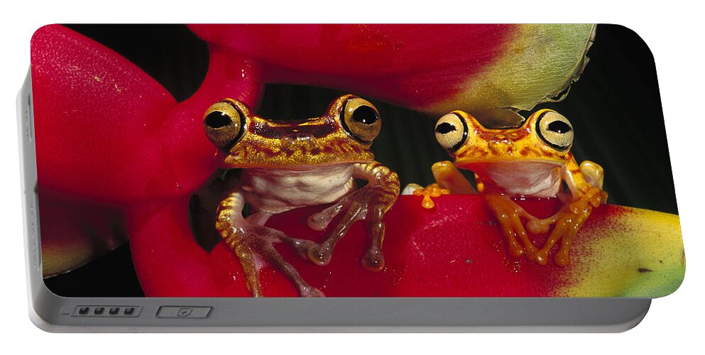 00216498 Portable Battery Charger featuring the photograph Chachi Tree Frog Pair by Pete Oxford