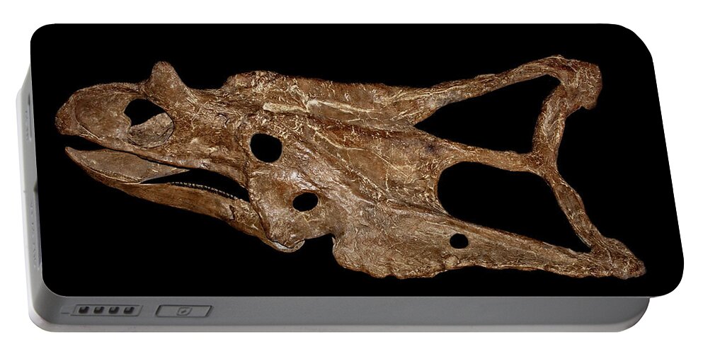 Animal Portable Battery Charger featuring the photograph Chasmosaurus Skull by Millard H. Sharp