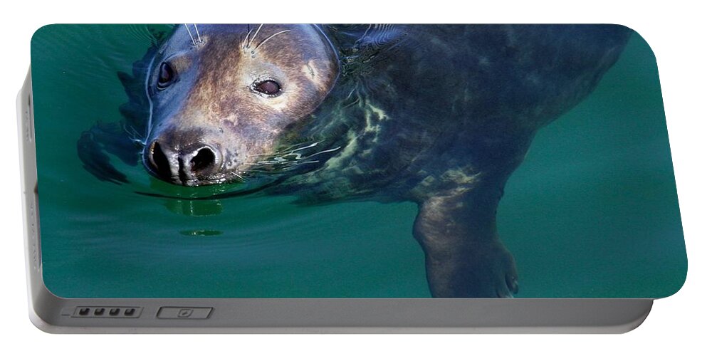 Seal Portable Battery Charger featuring the photograph Chatham Harbor Seal by Stuart Litoff
