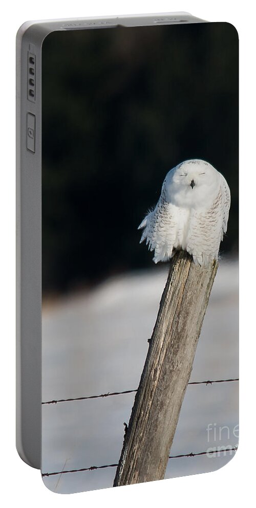 Snowy Owl Portable Battery Charger featuring the photograph Cheeky Snowy by Cheryl Baxter