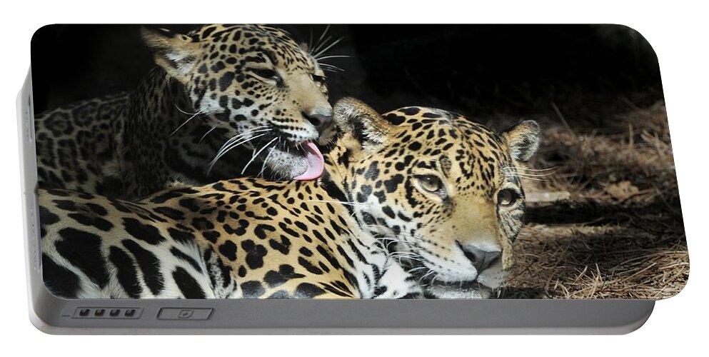 Jaguar Portable Battery Charger featuring the photograph Jaguars lounging and licking by Bradford Martin