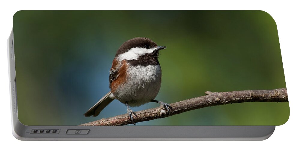 Animal Portable Battery Charger featuring the photograph Chestnut Backed Chickadee Perched on a Branch by Jeff Goulden