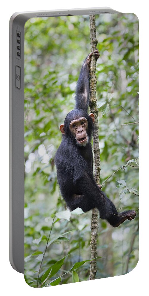 Feb0514 Portable Battery Charger featuring the photograph Chimpanzee Juvenile Climbing Tanzania by Konrad Wothe