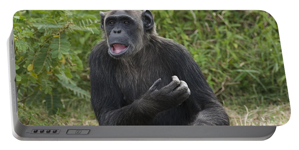 Feb0514 Portable Battery Charger featuring the photograph Chimpanzee Lowering Lip Kenya by D. & E. Parer-Cook