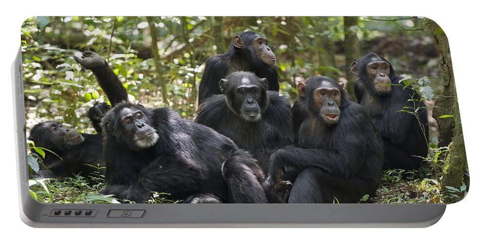 Feb0514 Portable Battery Charger featuring the photograph Chimpanzees On Forest Floor Uganda by Suzi Eszterhas