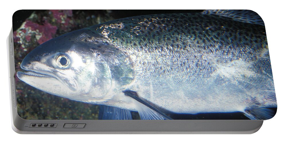 Alaska Portable Battery Charger featuring the photograph Chinook Or King Salmon by Greg Ochocki
