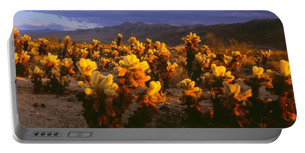 Photography Portable Battery Charger featuring the photograph Cholla Cactus At Sunset, Joshua Tree by Panoramic Images