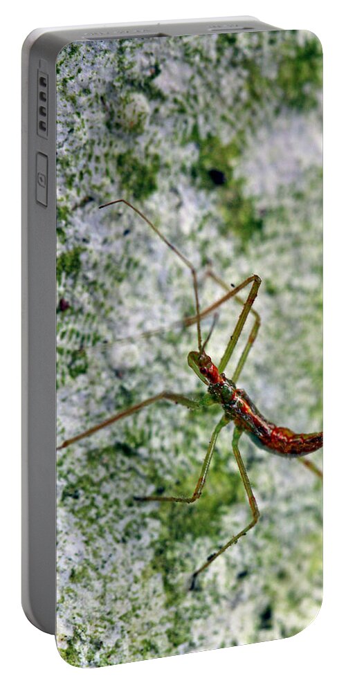 Insects Portable Battery Charger featuring the photograph Christmas Bug by Jennifer Robin