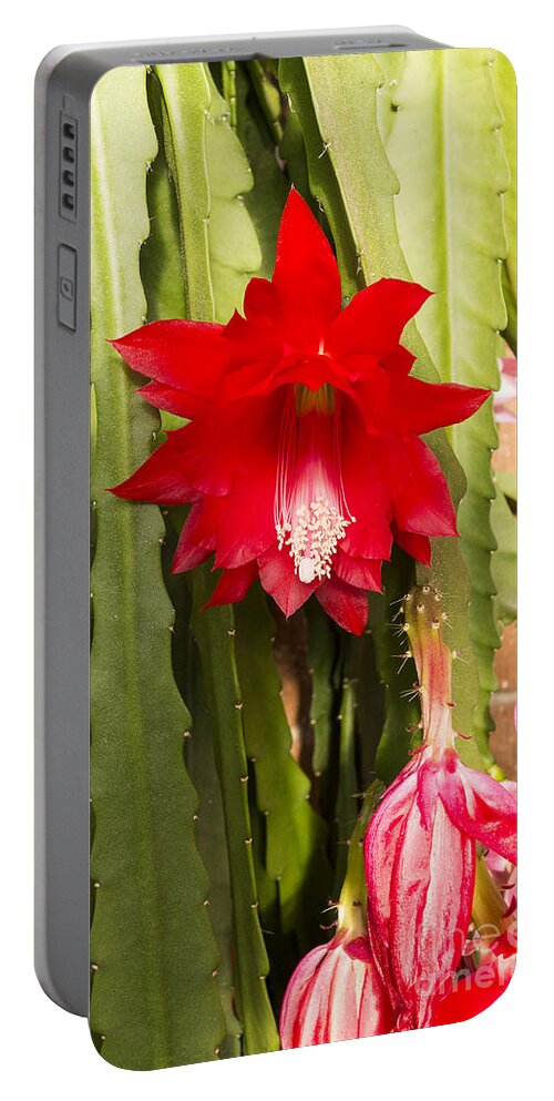 Australia Portable Battery Charger featuring the photograph Christmas Cactus by Steven Ralser