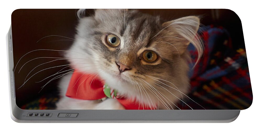 Kitten Portable Battery Charger featuring the photograph Christmas Kitten by Louise Heusinkveld