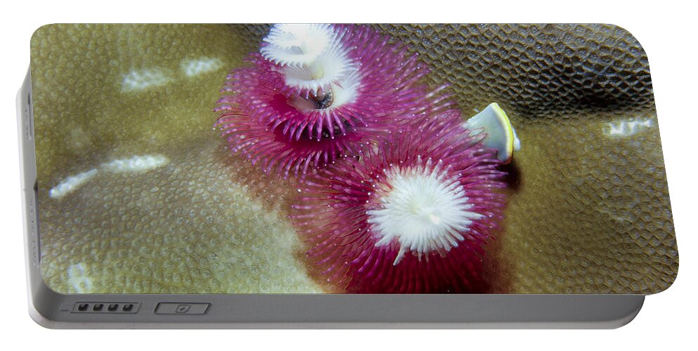 Micronesia Portable Battery Charger featuring the photograph Christmas Tree Worms 2 by Dawn Eshelman