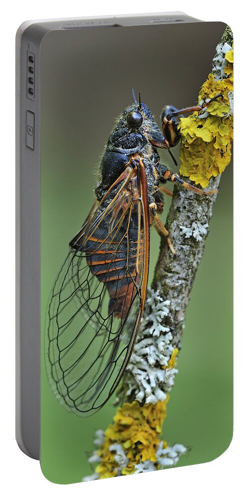 525040 Portable Battery Charger featuring the photograph Cicada Effingen Switzerland by Thomas Marent