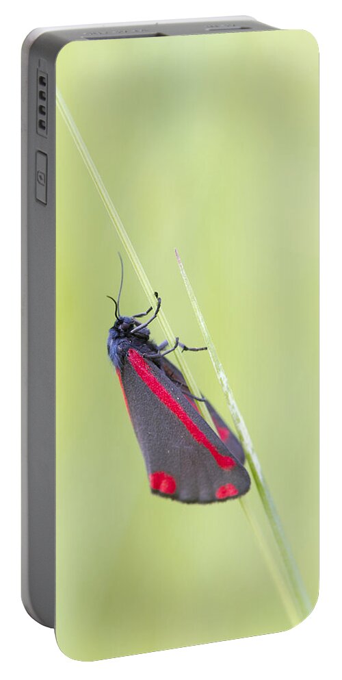 Cinnabar Moth Portable Battery Charger featuring the photograph Cinnabar Moth by Chris Smith