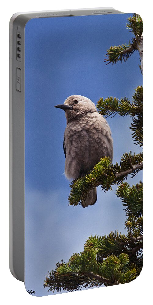 Animal Portable Battery Charger featuring the photograph Clark's Nutcracker in a Fir Tree by Jeff Goulden