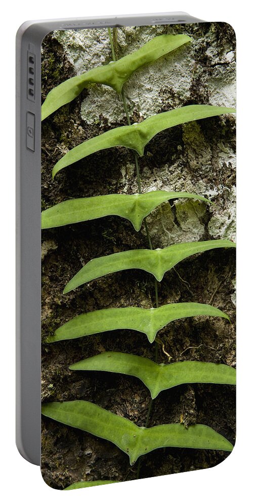 Climbing Vine Phone Charger