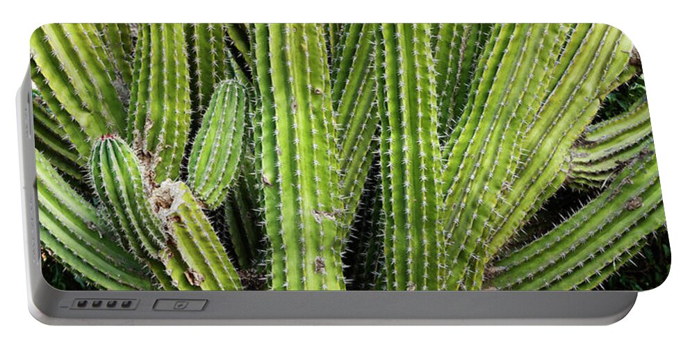 Photography Portable Battery Charger featuring the photograph Close-up Of Cactus Plant, Cabo Pulmo by Panoramic Images