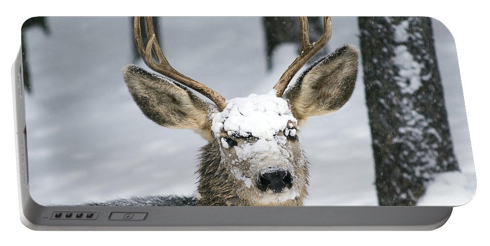 Wildlife Portable Battery Charger featuring the photograph Close up of Winter Buck by Matt Swinden