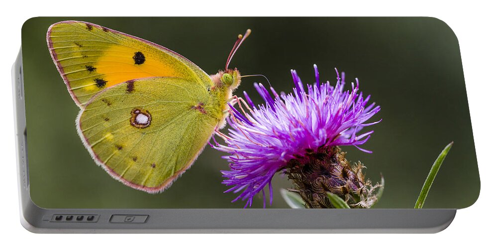 Nis Portable Battery Charger featuring the photograph Clouded Yellow Butterfly Feeding by Alex Huizinga