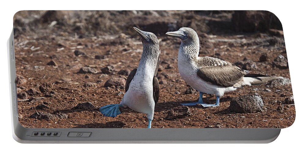 Blue Footed Booby Portable Battery Charger featuring the photograph Clowning Around by Timothy Hacker