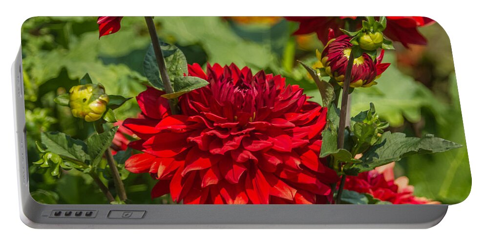 Flower Portable Battery Charger featuring the photograph Cluster of Dahlias by Jane Luxton