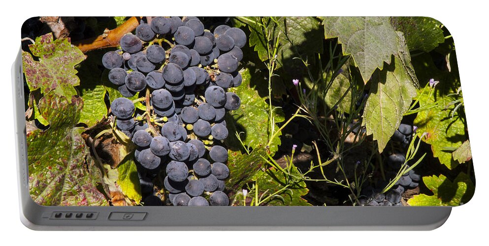 Napa Valley California Wineries Winery Cluster Clusters Grape Grapes Grapevine Grapevines Vine Vines Leaf Leaves Food Vineyard Vineyards Portable Battery Charger featuring the photograph Clustered by Bob Phillips