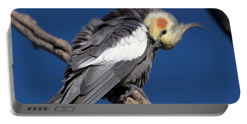 Nymphicus Hollandicus Portable Battery Charger featuring the photograph Cockatiel - Canberra - Australia by Steven Ralser