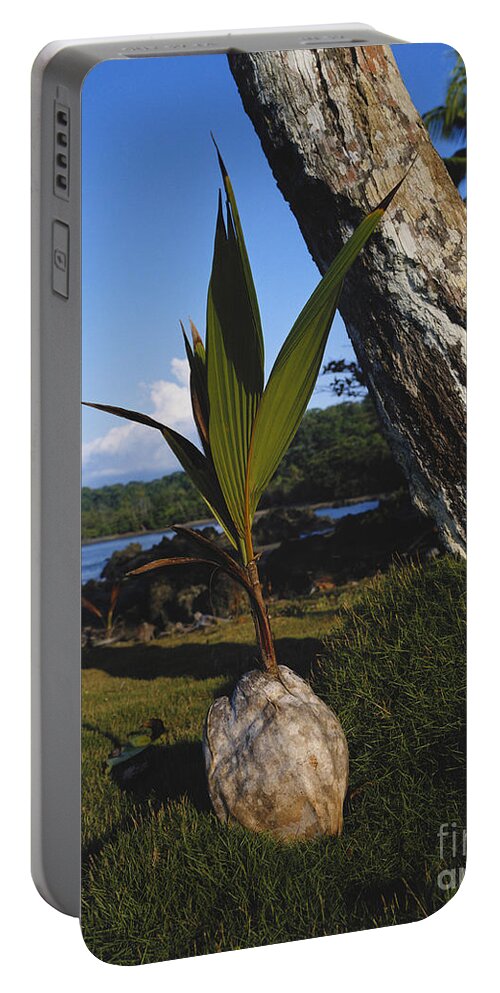 Coconut Portable Battery Charger featuring the photograph Coconut Seedling by Hans Reinhard/Okapia