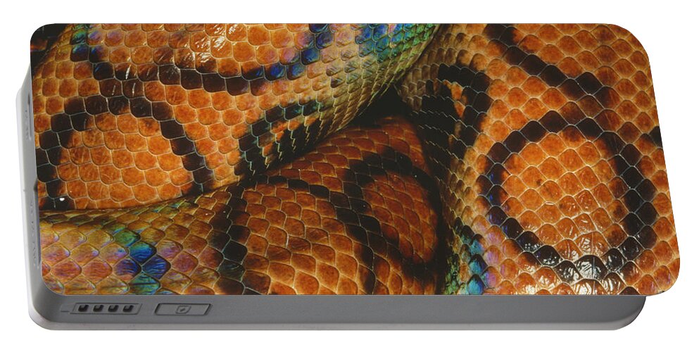 Animal Portable Battery Charger featuring the photograph Coils Of A Brazilian Rainbow Boa by Gregory G. Dimijian
