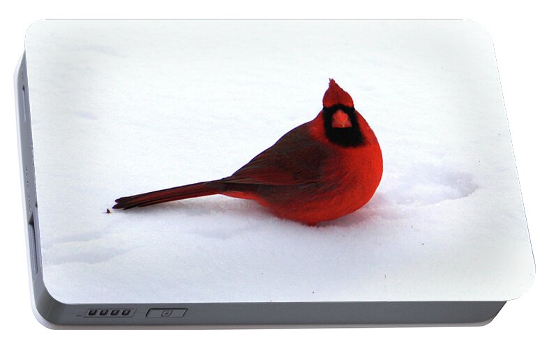 Cardinal Portable Battery Charger featuring the photograph Cold Seat by Alyce Taylor