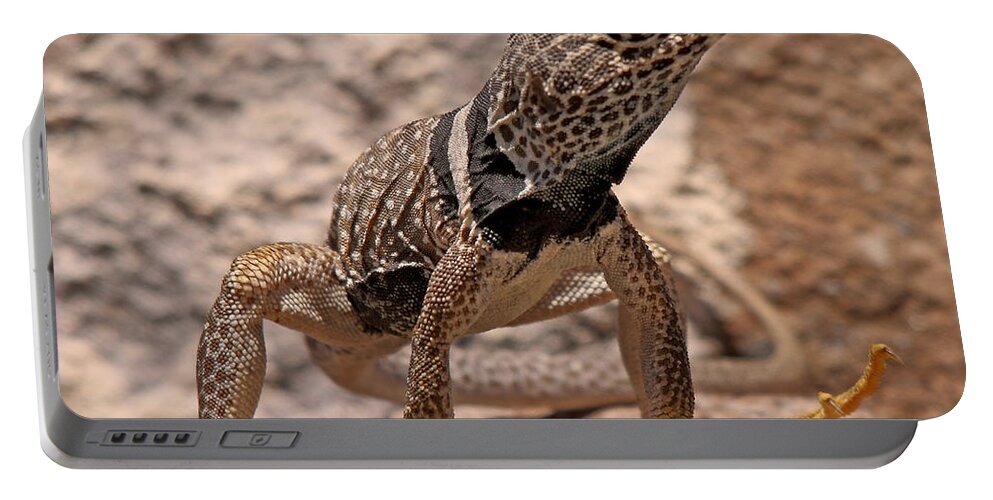 Reptile Portable Battery Charger featuring the photograph Collared Lizard by David Salter