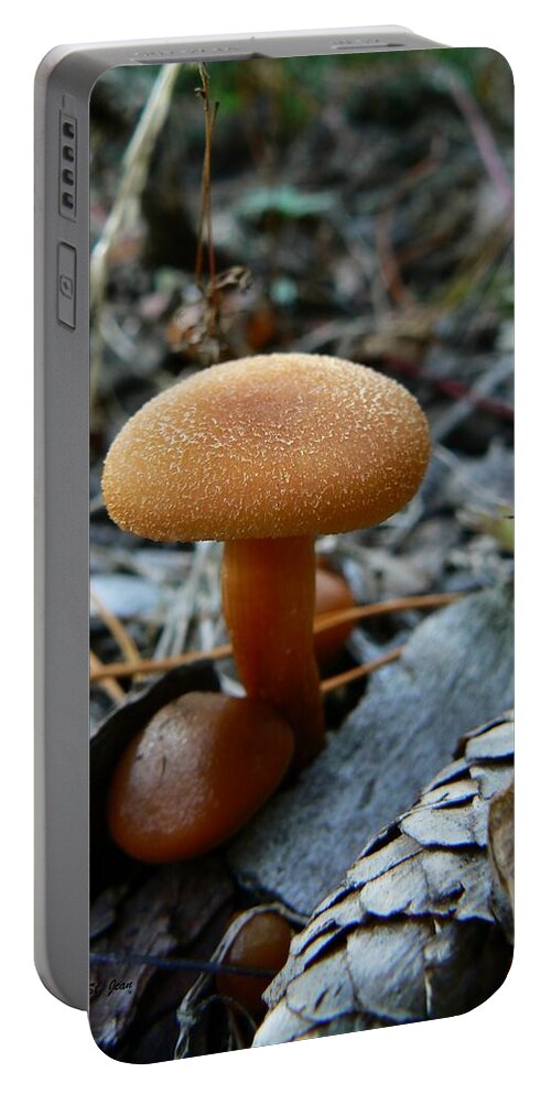 Collybia Mushrooms Portable Battery Charger featuring the photograph Collybia Mushrooms by Barbara St Jean