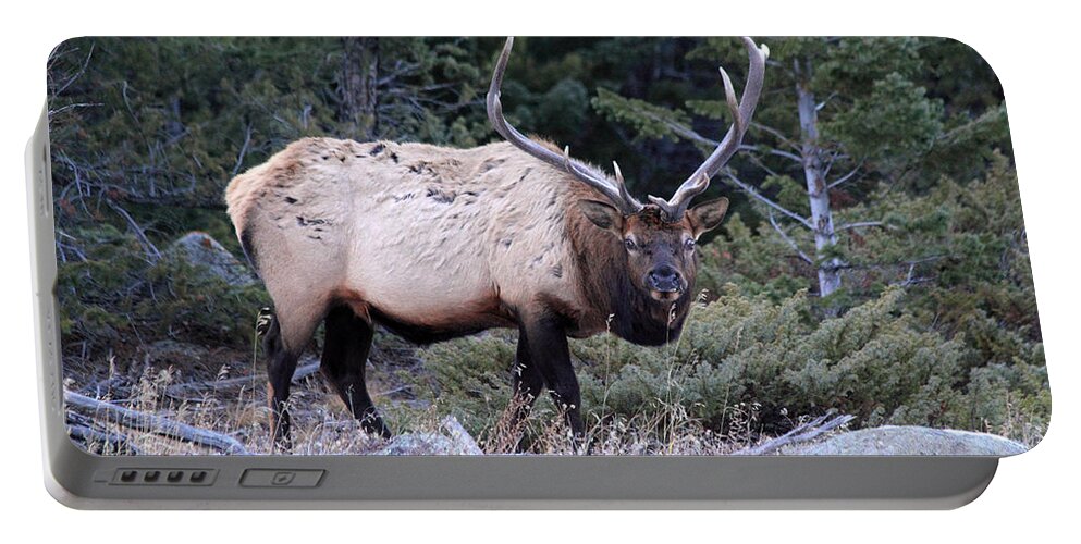 Bull Elk Portable Battery Charger featuring the photograph Colorado Bull Elk #1 by Shane Bechler