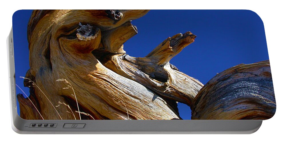 Tree Portable Battery Charger featuring the photograph Colorful Roots by Shane Bechler