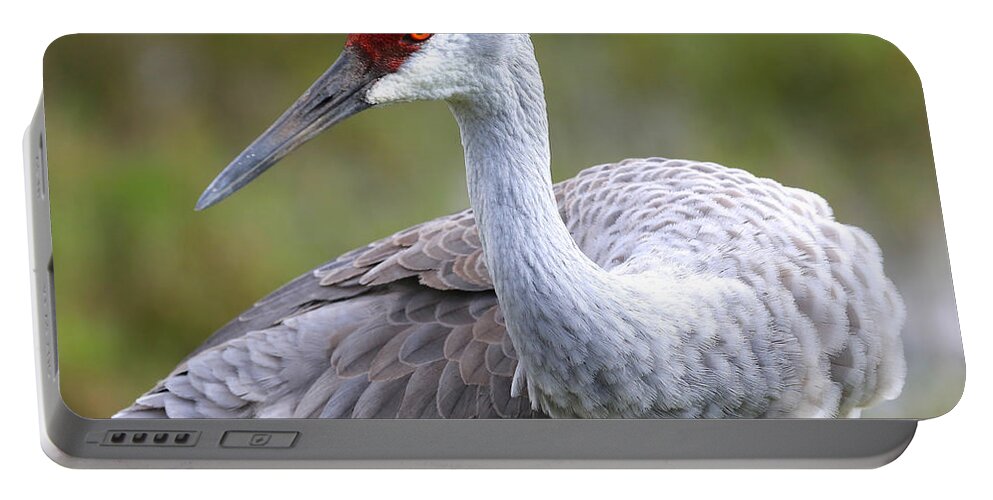 Sandhill Portable Battery Charger featuring the photograph Colorful Sandhill by Carol Groenen