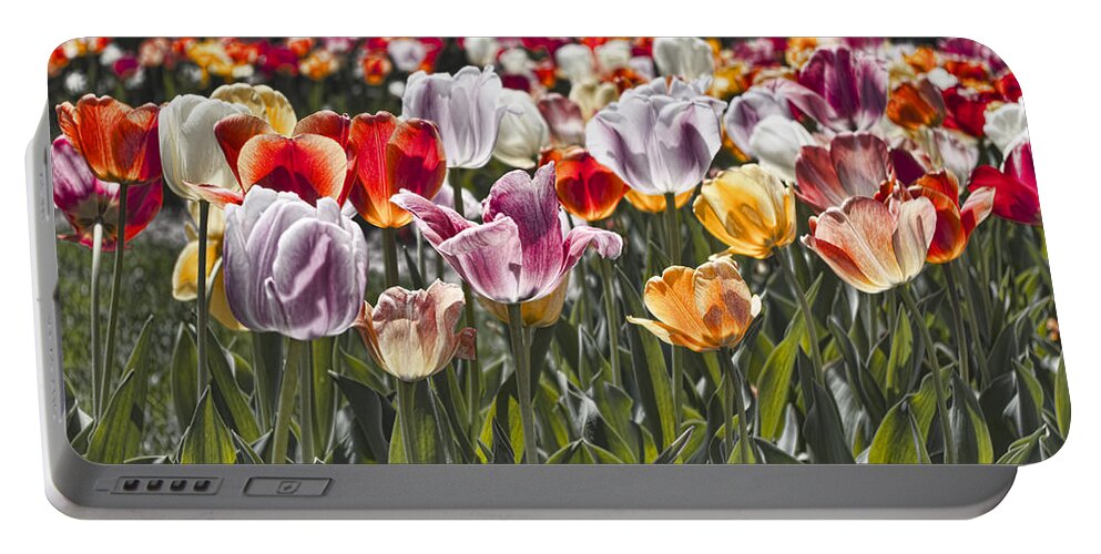 Tulip Portable Battery Charger featuring the photograph Colorful Tulips in the Sun by Sharon Popek