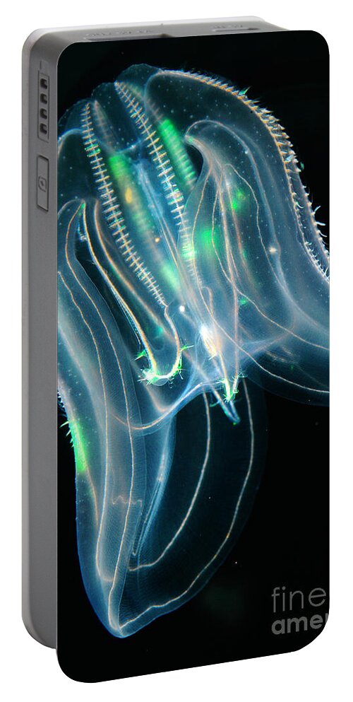 Animal Portable Battery Charger featuring the photograph Comb Jelly by Gregory G Dimijian
