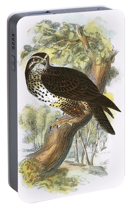 Buzzard Portable Battery Charger featuring the painting Common Buzzard by English School
