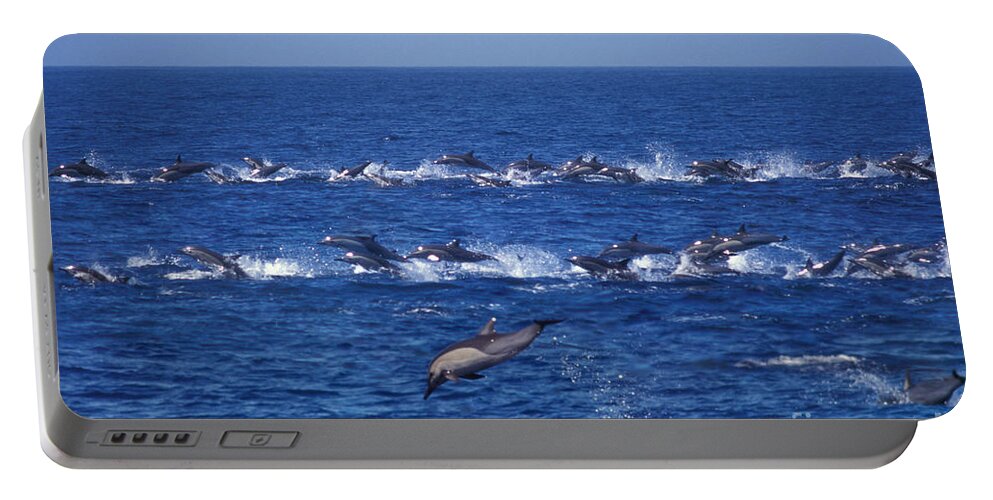 Fauna Portable Battery Charger featuring the photograph Common Dolphin by Ron Sanford