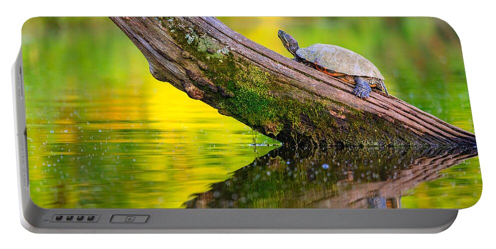 Turtle Portable Battery Charger featuring the photograph Common map turtle by Alexey Stiop