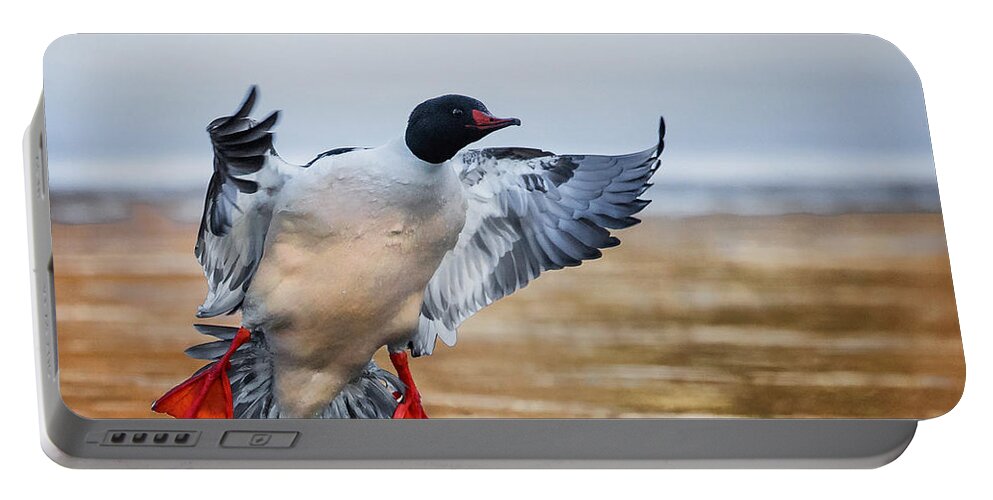 Duck Portable Battery Charger featuring the photograph Common Merganser Drake Square by Bill Wakeley