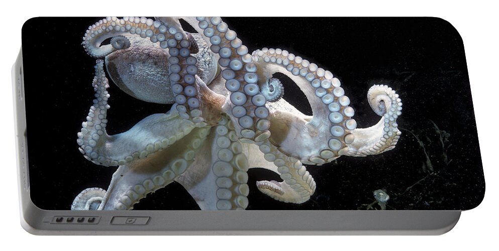 Common Octopus Portable Battery Charger featuring the photograph Common Octopus by Jean-Michel Labat