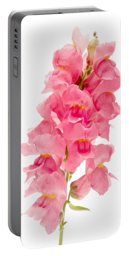 White Background Portable Battery Charger featuring the photograph Common Snapdragon by Fabrizio Troiani