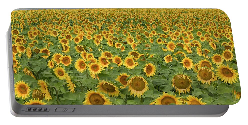 Mp Portable Battery Charger featuring the photograph Common Sunflower Helianthus Annuus by Cyril Ruoso
