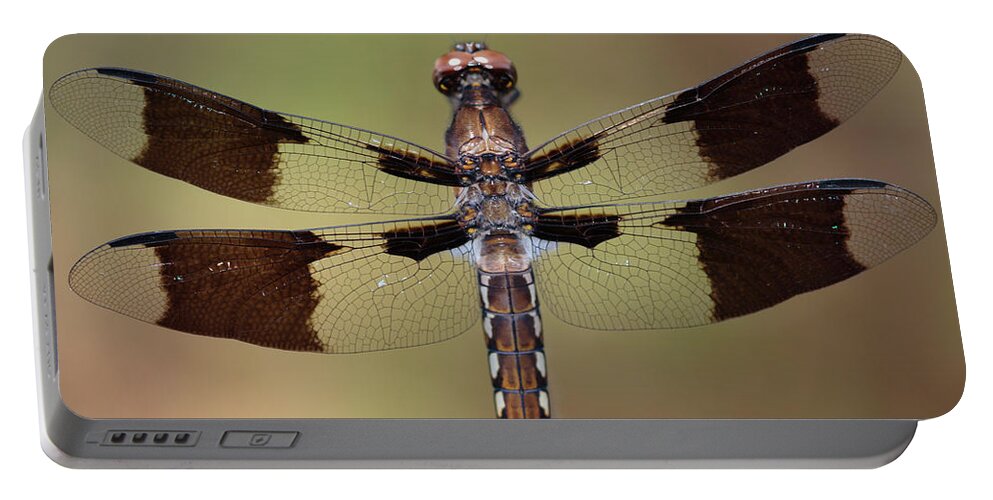 Common Whitetail Dragonfly Portable Battery Charger featuring the photograph Common Whitetail Dragonfly Perched On A Stem by Daniel Reed