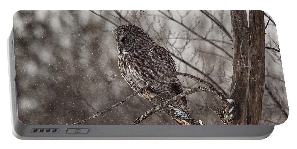 Great Grey Owl Portable Battery Charger featuring the photograph Contemplating Winter by Eunice Gibb