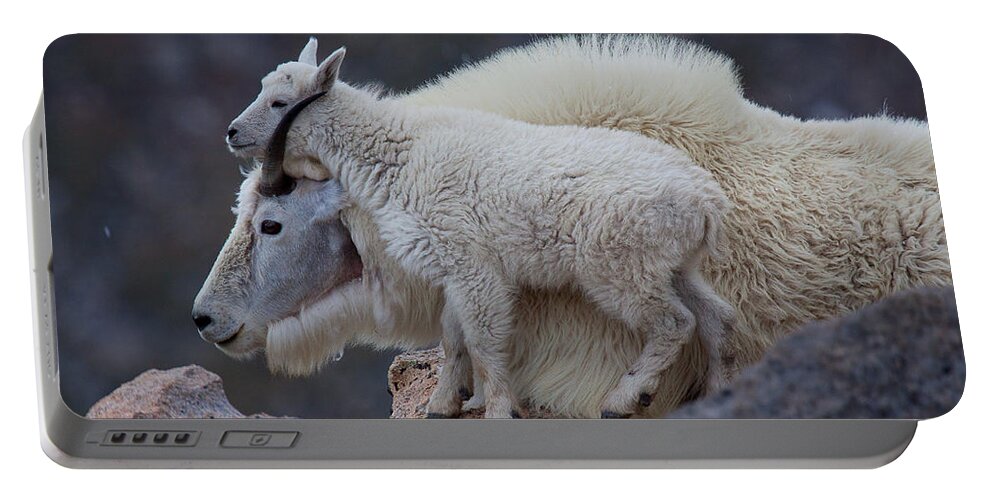 Mountain Goats; Posing; Group Photo; Baby Goat; Nature; Colorado; Crowd; Baby Goat; Mountain Goat Baby; Happy; Joy; Nature; Brothers Portable Battery Charger featuring the photograph Contentment by Jim Garrison